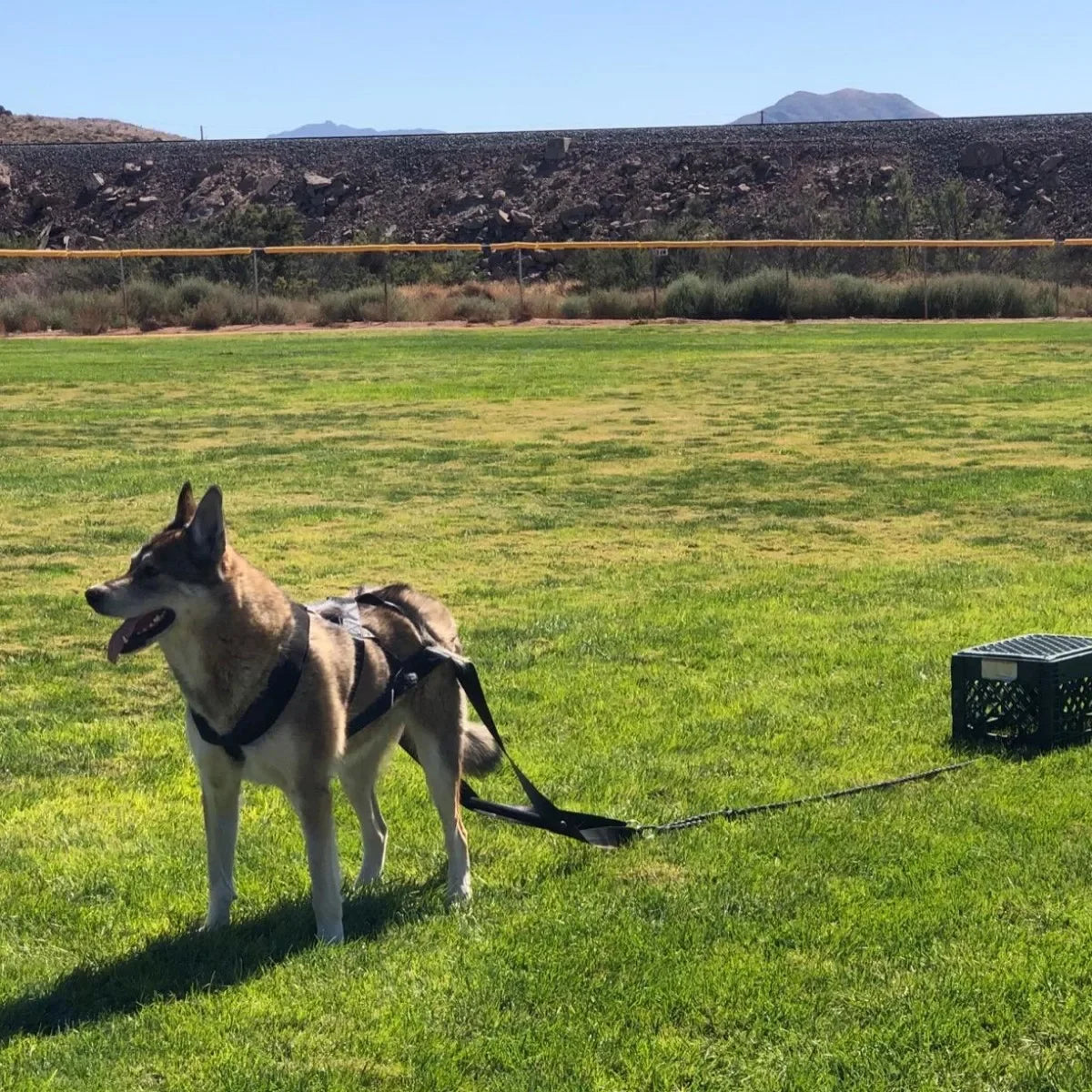 Durable Working Dog Training Leash Sled Belt For Enthusiasts