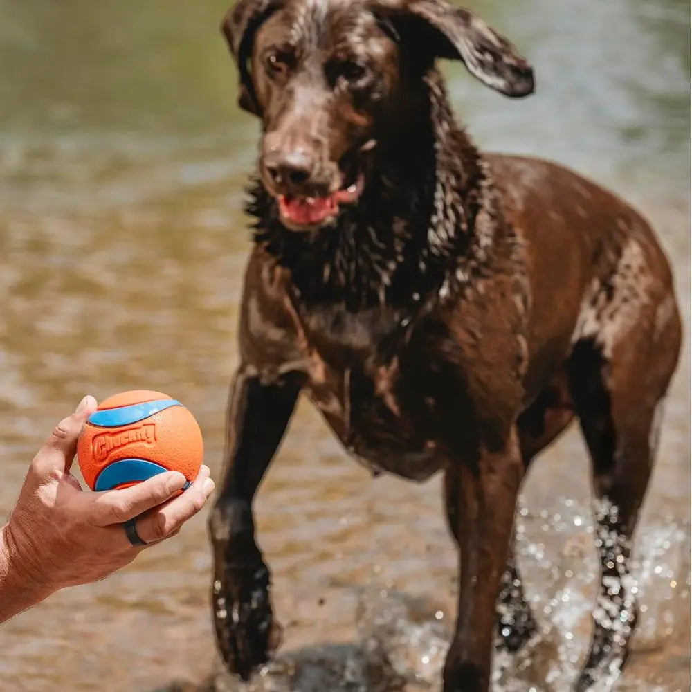 Ultra Durable Rubber Ball For Dogs High Bounce Floats Toy